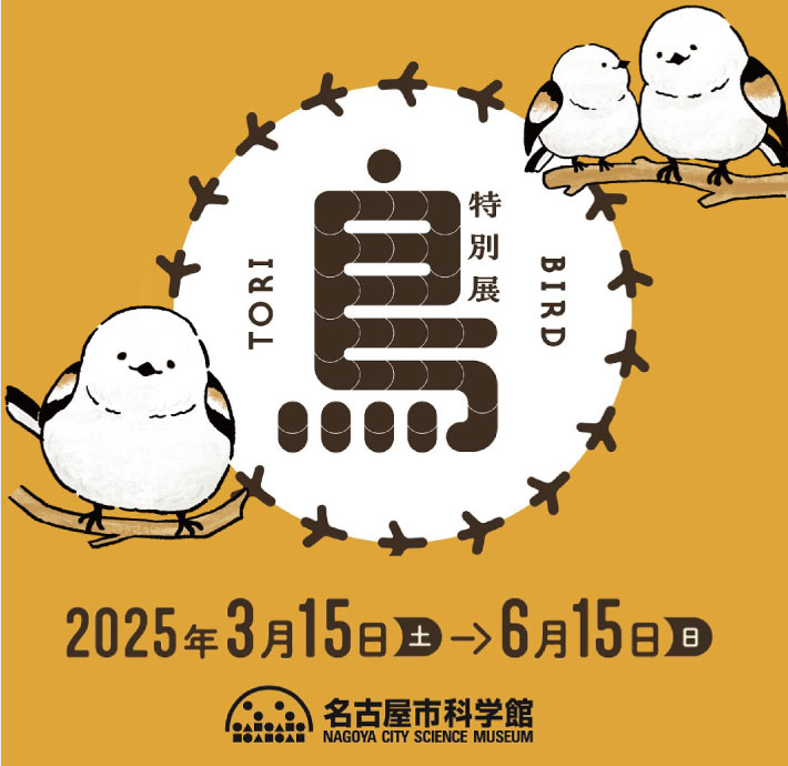 名古屋市科学館 シマエナガ